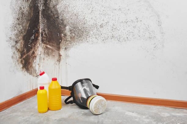 Best Black Mold Removal  in Venice, IL