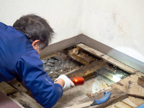 Best Best Mold Removal Companies  in Venice, IL