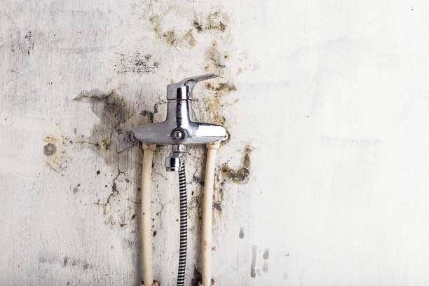 Best Toxic Mold Removal  in Venice, IL