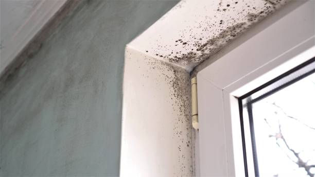 Best Residential Mold Removal  in Venice, IL