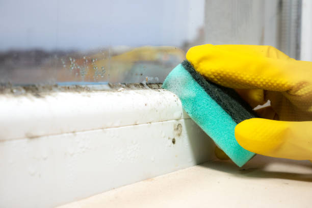 Best Mold Damage Repair  in Venice, IL