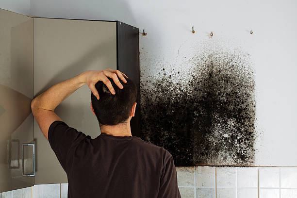 Best Mold Damage Repair  in Venice, IL